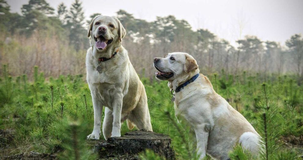 Westland Labrador Retriever dog IS looking for the owners.