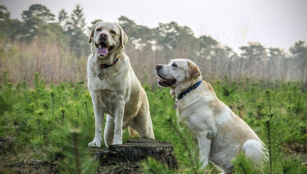 Westland Labrador Retriever dog IS looking for the owners.