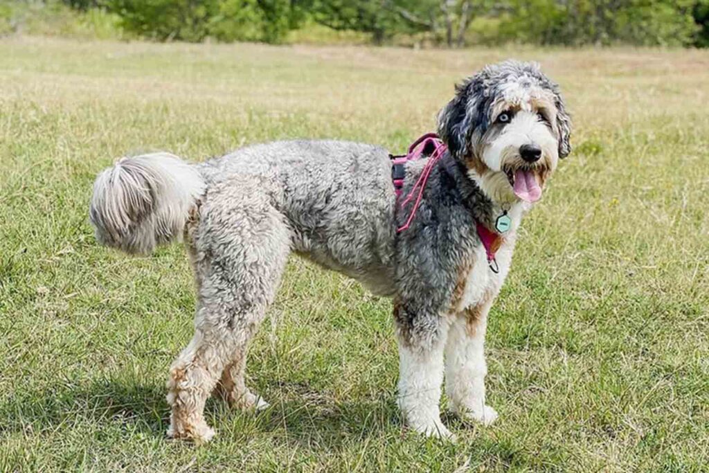 An Australian Mountain Doodle is a new and exciting addition to the world of mixed breed dogs.