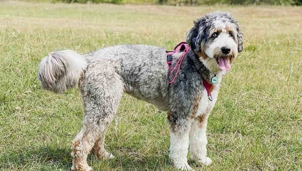 An Australian Mountain Doodle is a new and exciting addition to the world of mixed breed dogs.